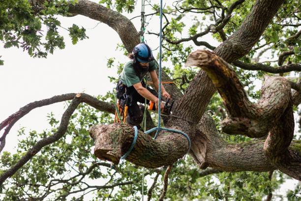 Leaf Removal in Village Of Four Seasons, MO